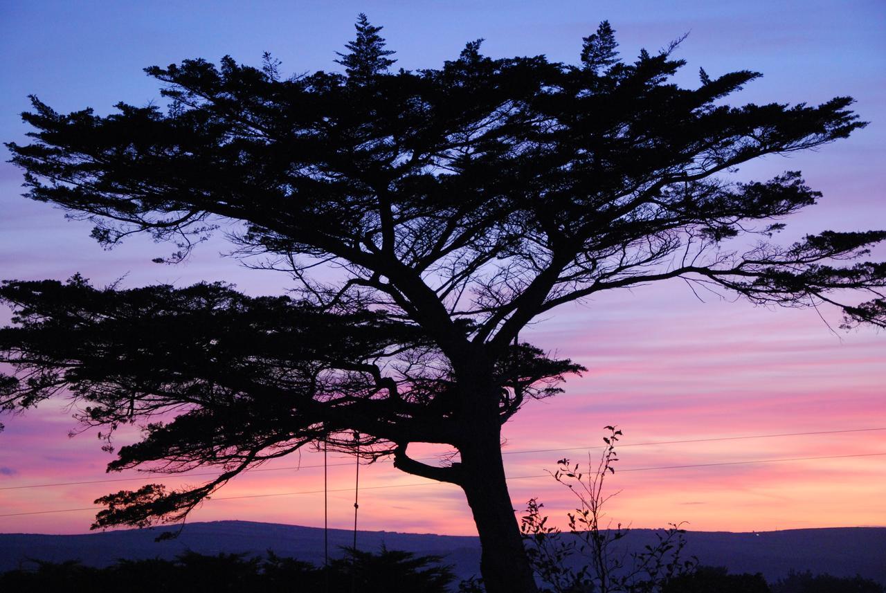 Bangors Organic Bed and Breakfast Bude Exterior foto